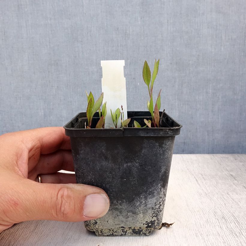 Exemplaar van Aster tradescantii - Noord-Amerikaanse bosaster Kweekpotje van 8/9 cm zoals geleverd in de zomer