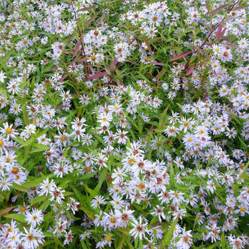 Aster versicolor Altweibersommer - Septemberkruid (Flowering)