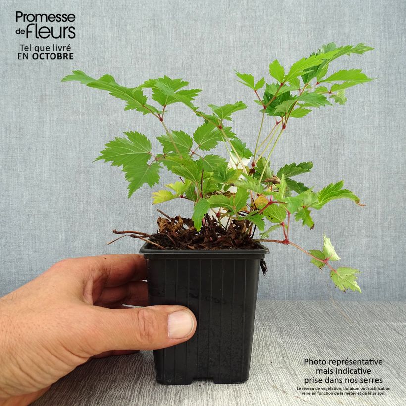 Exemplaar van Astilbe arendsii Anita Pfeiffer - Pluimspirea Kweekpotje van 8/9 cm zoals geleverd in de herfst