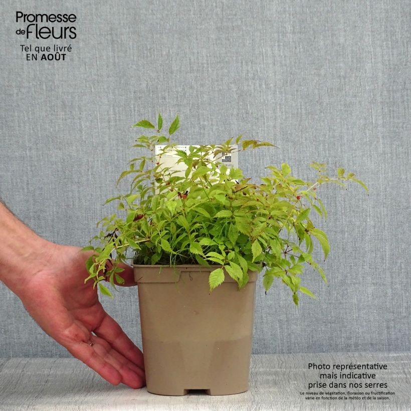 Exemplaar van Astilbe arendsii Brautschleier - Pluimspirea Pot van 2 l/3 l zoals geleverd in de zomer
