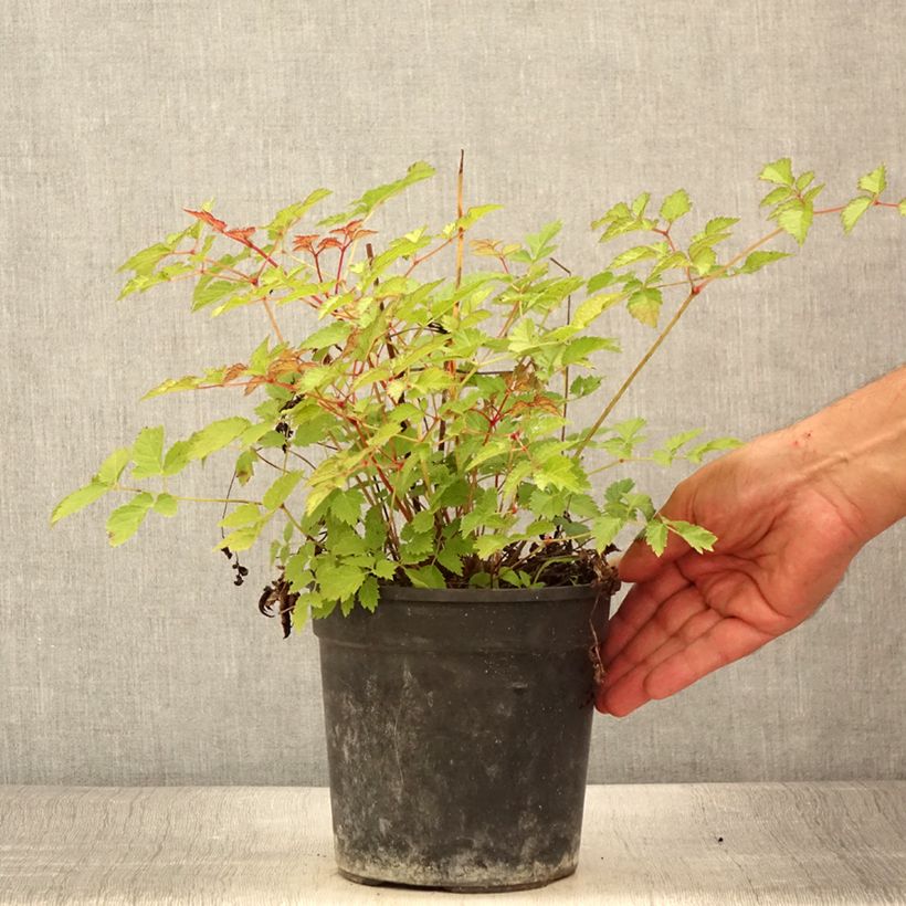 Exemplaar van Astilbe arendsii Color Flash Lime - Pluimspirea Pot van 2 l/3 l zoals geleverd in de zomer