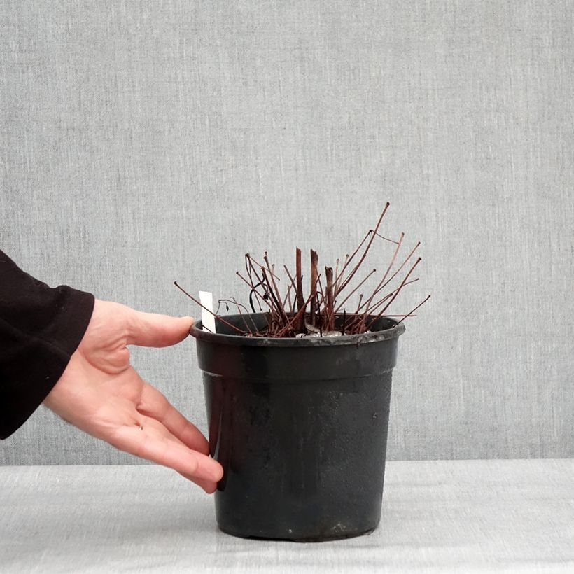 Example of Astilbe arendsii Color Flash Lime - Pluimspirea Pot van 2 l/3 l as you get in hiver