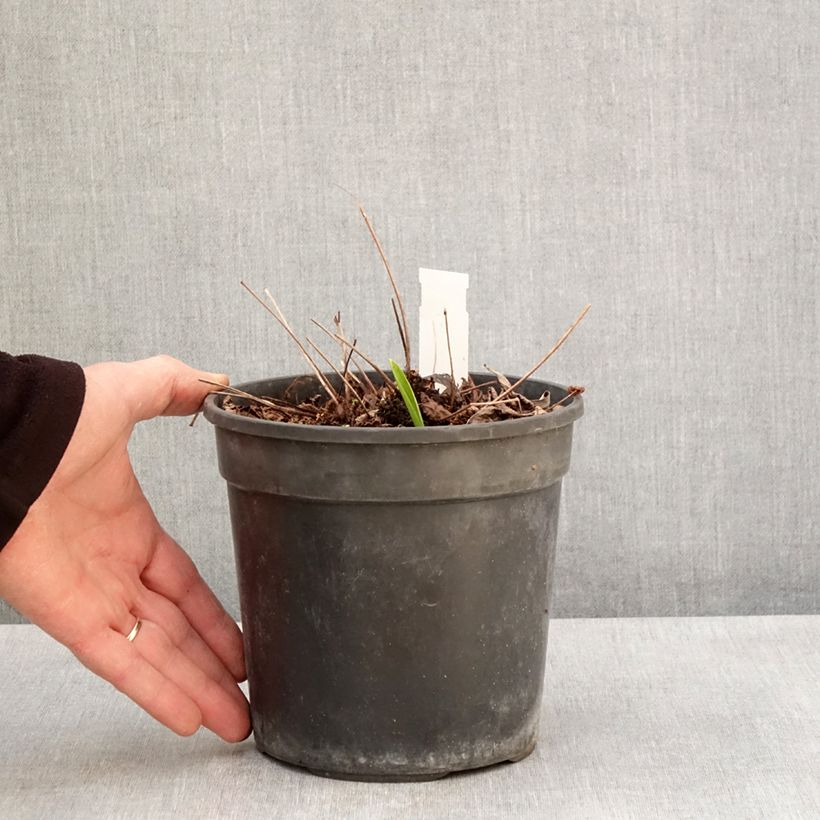 Exemplaar van Astilbe arendsii Color Flash Lime - Pluimspirea Pot van 2 l/3 l zoals geleverd in de lente