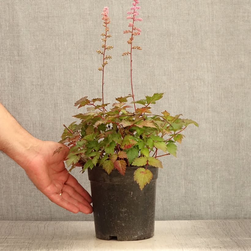 Exemplaar van Astilbe arendsii Colour Flash - Pluimspirea Pot van 2 l/3 l zoals geleverd in de zomer