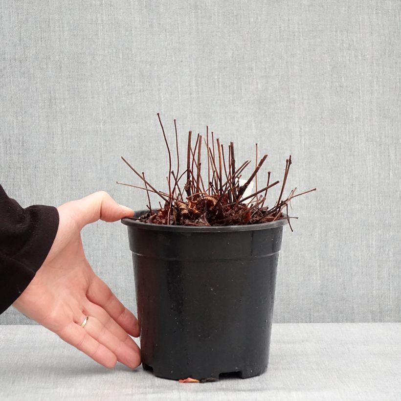 Example of Astilbe arendsii Colour Flash - Astilbe d'Arends panachée Pot van 2 l/3 l as you get in hiver