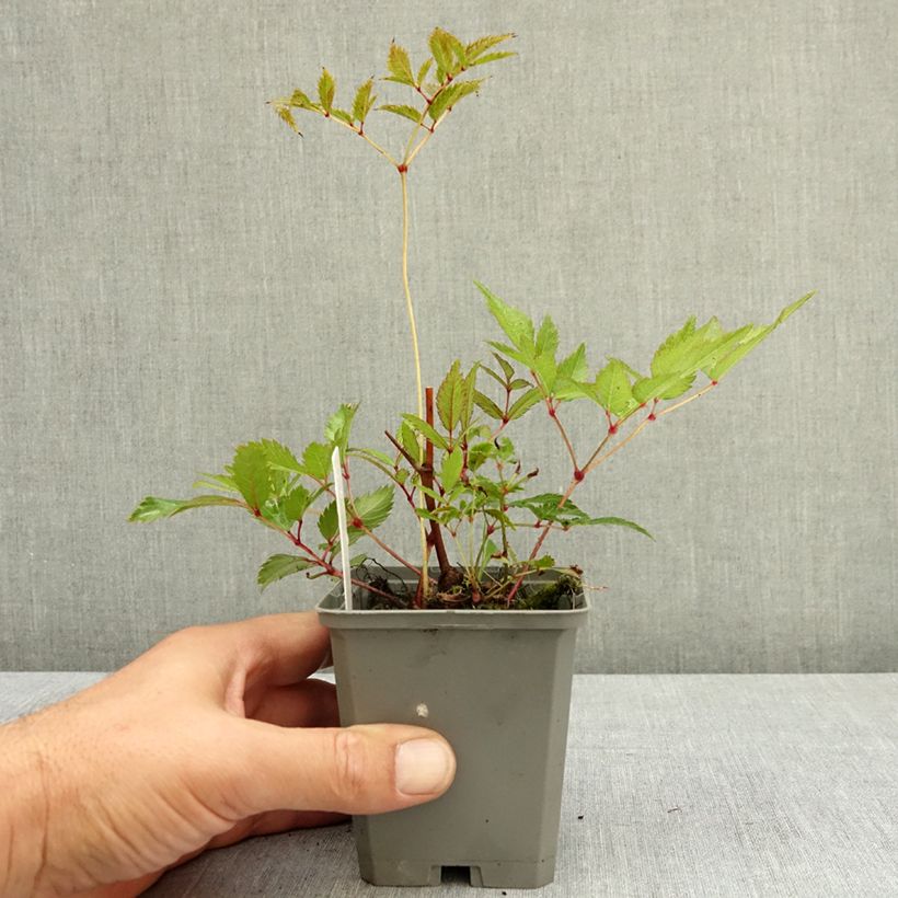 Exemplaar van Astilbe arendsii Ellie - Pluimspirea Kweekpotje van 8/9 cm zoals geleverd in de zomer