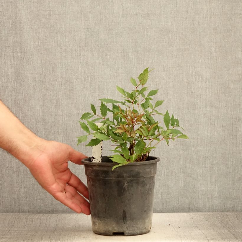 Exemplaar van Astilbe arendsii Ellie - Pluimspirea Pot van 2 l/3 l zoals geleverd in de zomer