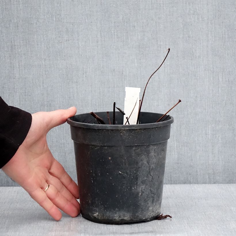 Example of Astilbe arendsii Ellie - Pluimspirea Pot van 2 l/3 l as you get in hiver