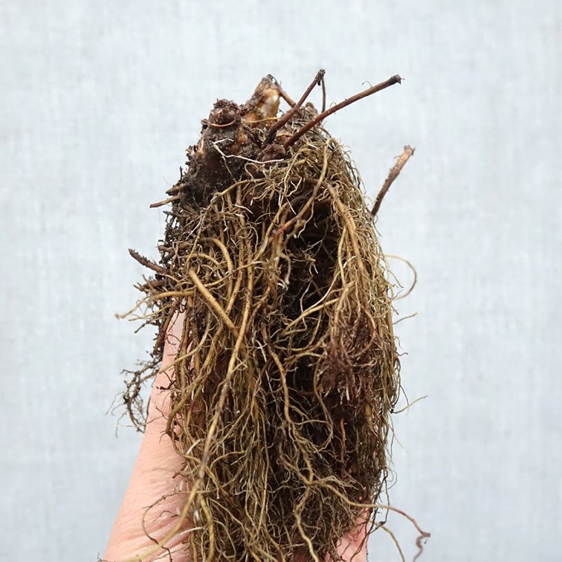 Example of Astilbe arendsii Ellie - Pluimspirea Naakte wortel as you get in hiver