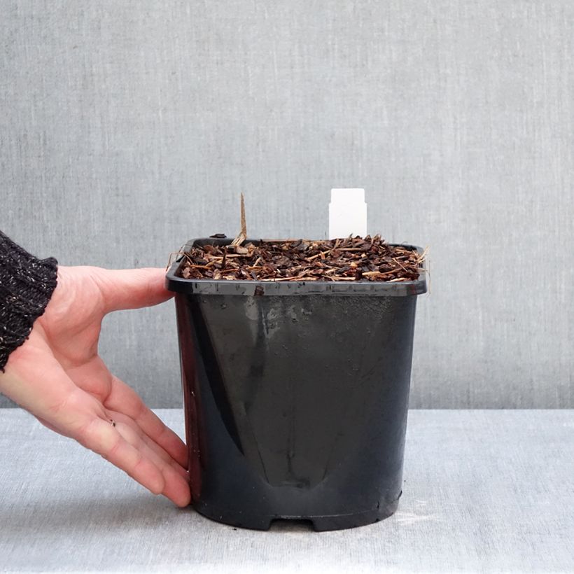 Exemplaar van Astilbe arendsii Fanal - Pluimspirea Pot van 2 l/3 l zoals geleverd in de winter