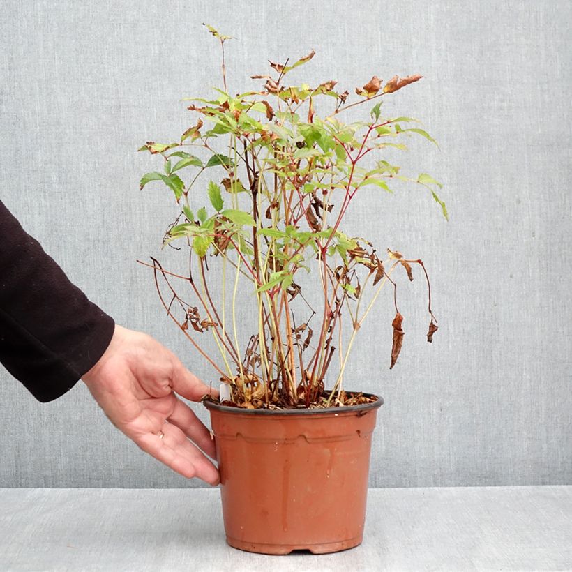 Exemplaar van Astilbe arendsii Moccachino - Pluimspirea Pot van 2 l/3 l zoals geleverd in de herfst