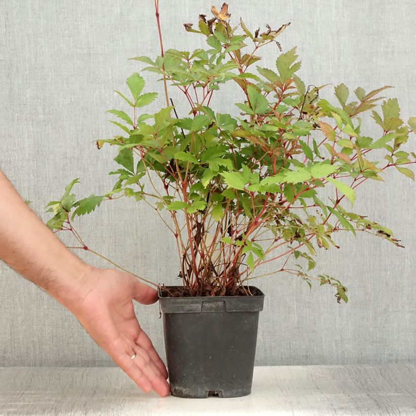 Exemplaar van Astilbe arendsii Moccachino - Pluimspirea Pot van 2 l/3 l zoals geleverd in de zomer