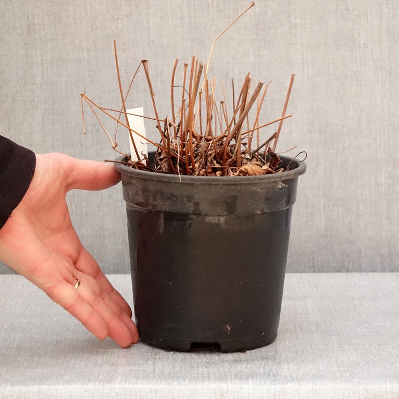 Example of Astilbe arendsii Moccachino Pot van 2 l/3 l as you get in hiver