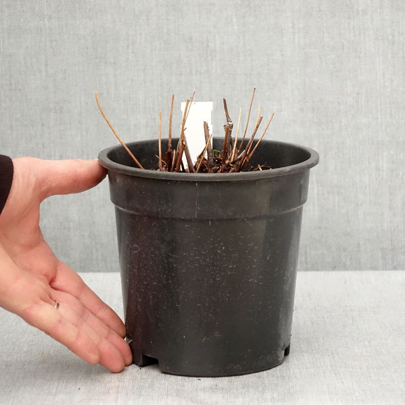 Exemplaar van Astilbe arendsii Moccachino - Pluimspirea Pot van 2 l/3 l zoals geleverd in de lente