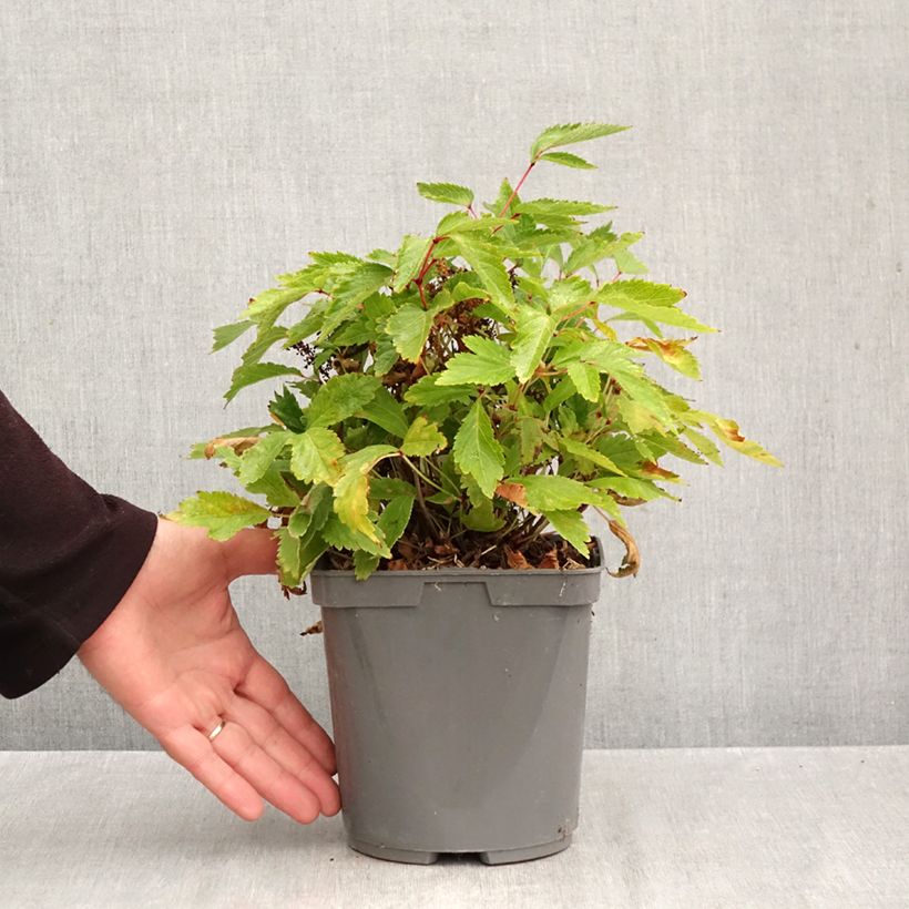 Exemplaar van Astilbe arendsii Rock and Roll - Pluimspirea Pot van 2 l/3 l zoals geleverd in de herfst