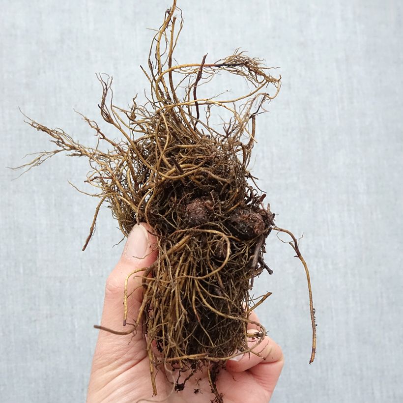 Example of Astilbe arendsii Rock and Roll Naakte wortel as you get in hiver