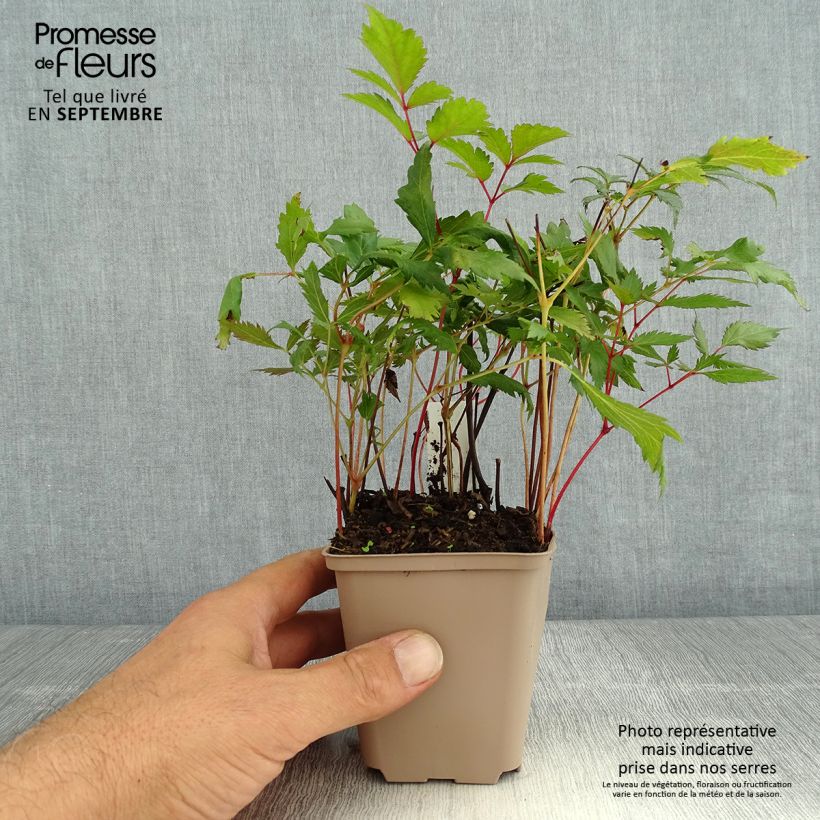 Exemplaar van Astilbe arendsii Spinell - Pluimspirea Kweekpotje van 8/9 cm zoals geleverd in de zomer