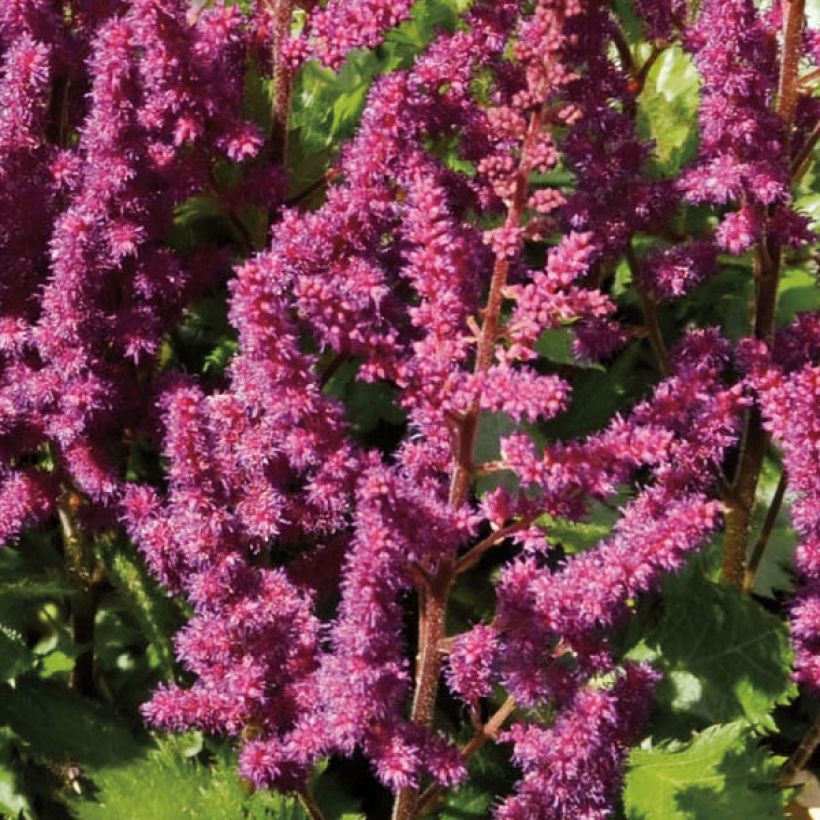 Astilbe chinensis Purpurkerze - Pluimspirea (Flowering)