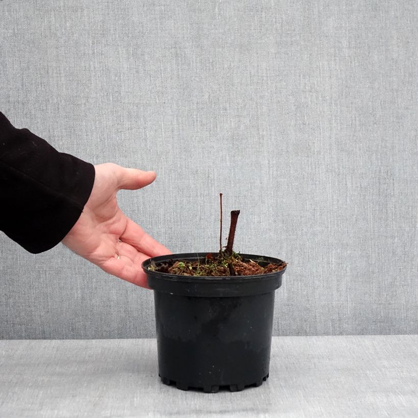 Example of Astilbe Chinensis Purpurkerze Pot van 2 l/3 l as you get in hiver