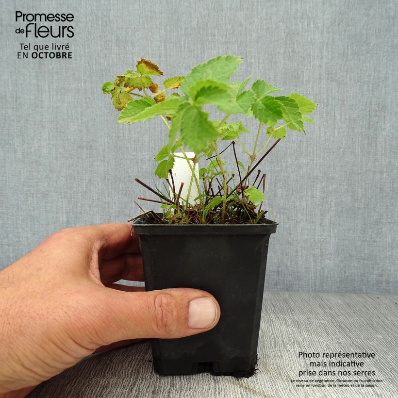 Exemplaar van Astilbe chinensis Purpurkerze - Pluimspirea Kweekpotje van 8/9 cm zoals geleverd in de herfst