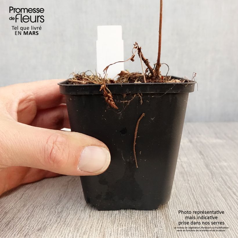 Exemplaar van Astilbe chinensis Veronica Klose - Pluimspirea Kweekpotje van 8/9 cm zoals geleverd in de lente