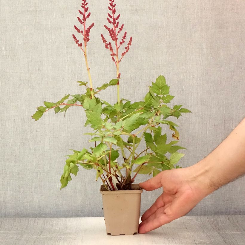 Exemplaar van Astilbe chinensis Visions - Pluimspirea Kweekpotje van 8/9 cm zoals geleverd in de zomer