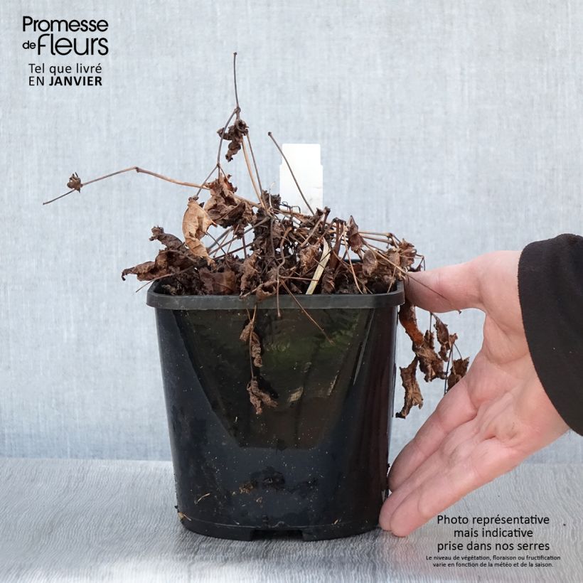 Example of Astilbe Chocolate Shogun Pot van 1,5 l/2 l as you get in hiver