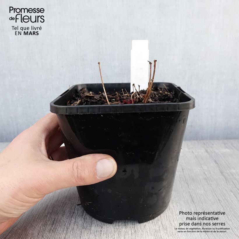 Exemplaar van Astilbe Chocolate Shogun - Pluimspirea Pot van 1,5 l/2 l zoals geleverd in de lente