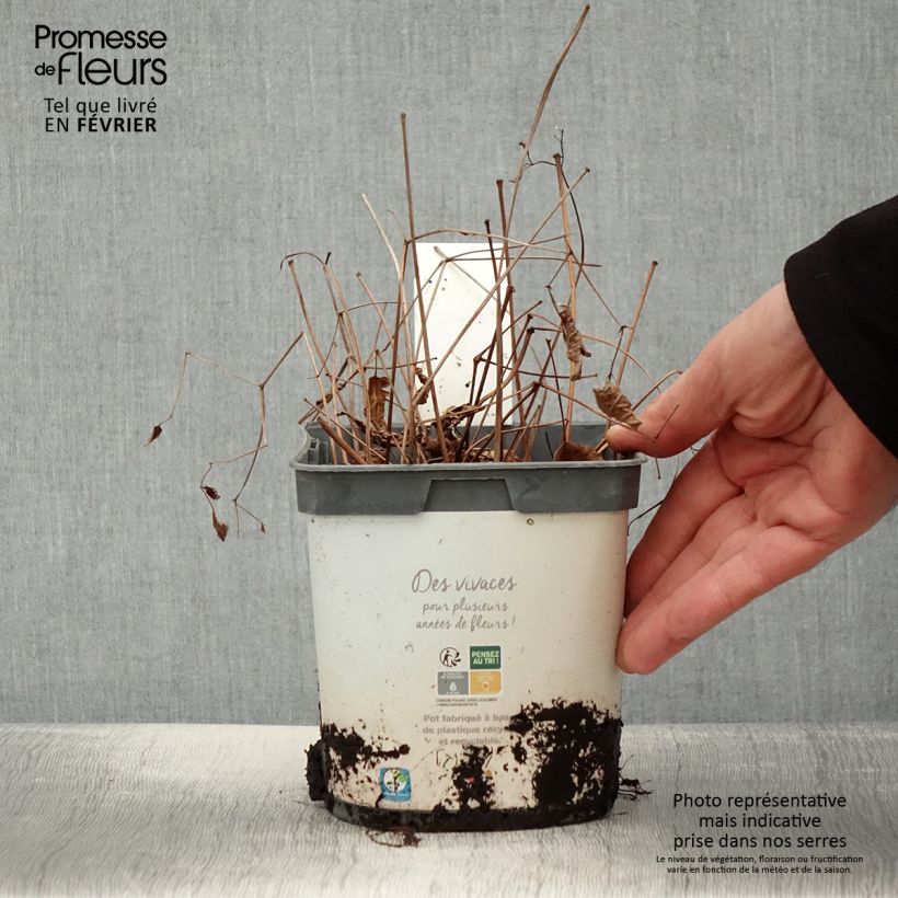 Example of Astilbe japonica Deutschland Pot van 2 l/3 l as you get in hiver