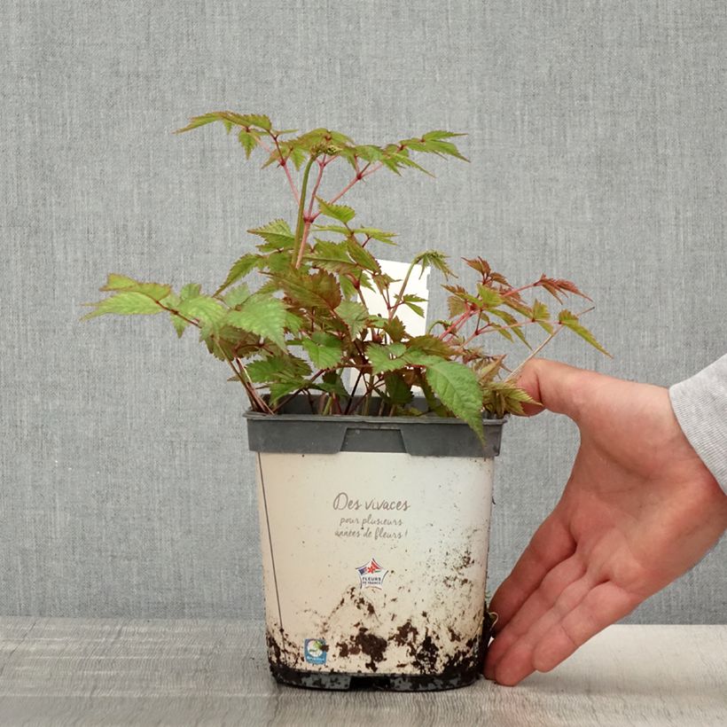 Exemplaar van Astilbe japonica Deutschland - Pluimspirea Pot van 2 l/3 l zoals geleverd in de lente