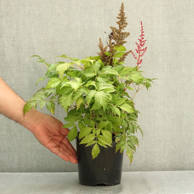Exemplaar van Astilbe japonica Montgomery Pot de 2L/3L zoals geleverd in de zomer