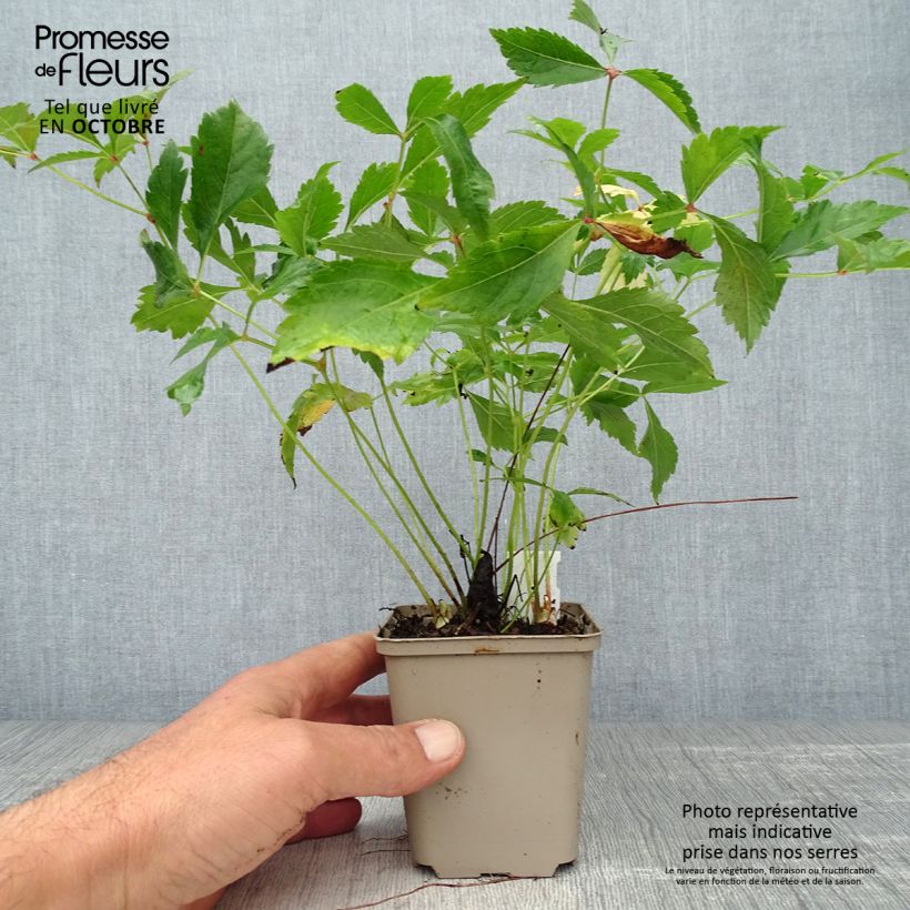 Exemplaar van Astilbe japonica Peach Blossom - Pluimspirea Kweekpotje van 8/9 cm zoals geleverd in de herfst