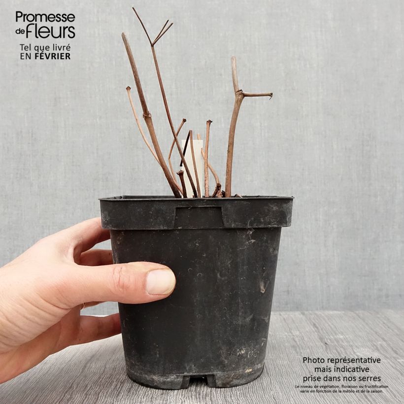 Example of Astilbe japonica Peach Blossom Pot van 1,5 l/2 l as you get in hiver