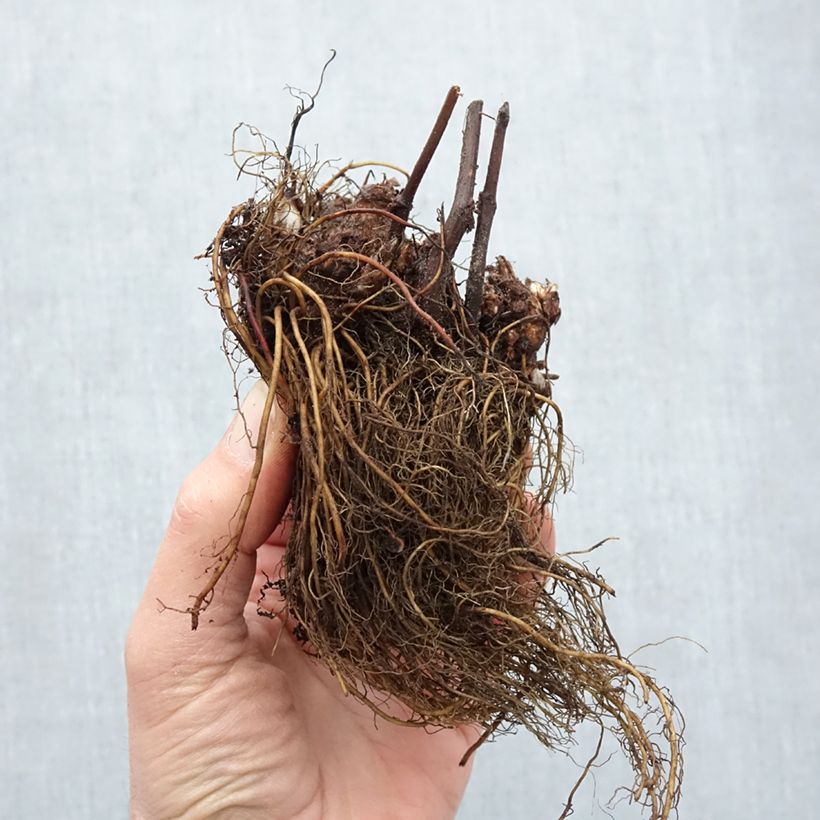 Example of Astilbe japonica Peach Blossom Naakte wortel as you get in hiver