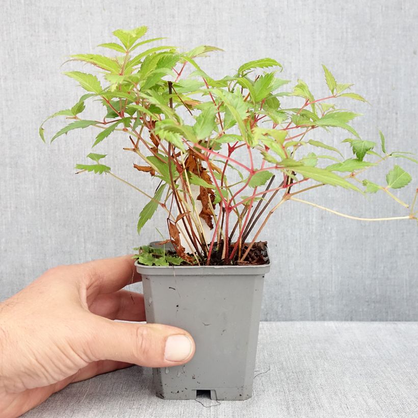 Exemplaar van Astilbe japonica Red Sentinel - Pluimspirea Kweekpotje van 8/9 cm zoals geleverd in de herfst