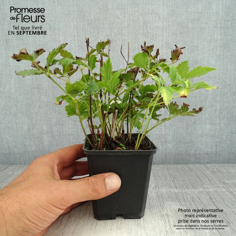 Exemplaar van Astilbe japonica Red Sentinel - Pluimspirea Kweekpotje van 8/9 cm zoals geleverd in de zomer