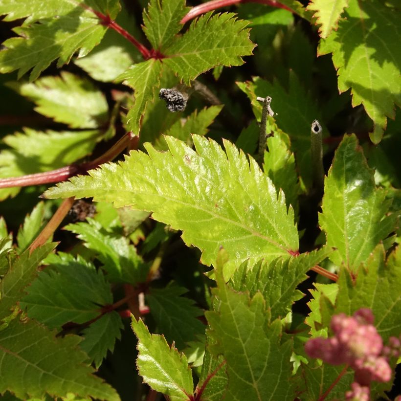 Astilbe simplicifolia Snow Sprite - Pluimspirea (Blad)