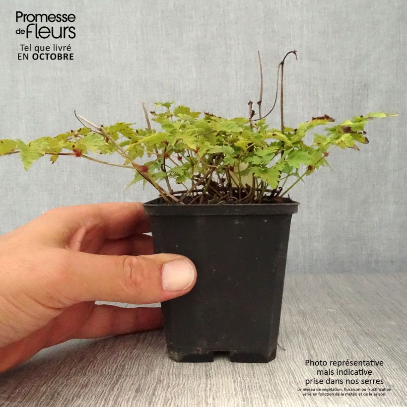 Exemplaar van Astilbe simplicifolia Hennie Graafland - Pluimspirea Kweekpotje van 8/9 cm zoals geleverd in de herfst