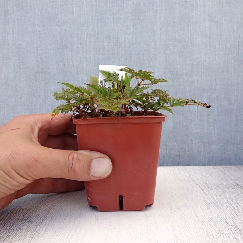 Exemplaar van Astilbe Pink Lightning - Pluimspirea Kweekpotje van 8/9 cm zoals geleverd in de zomer