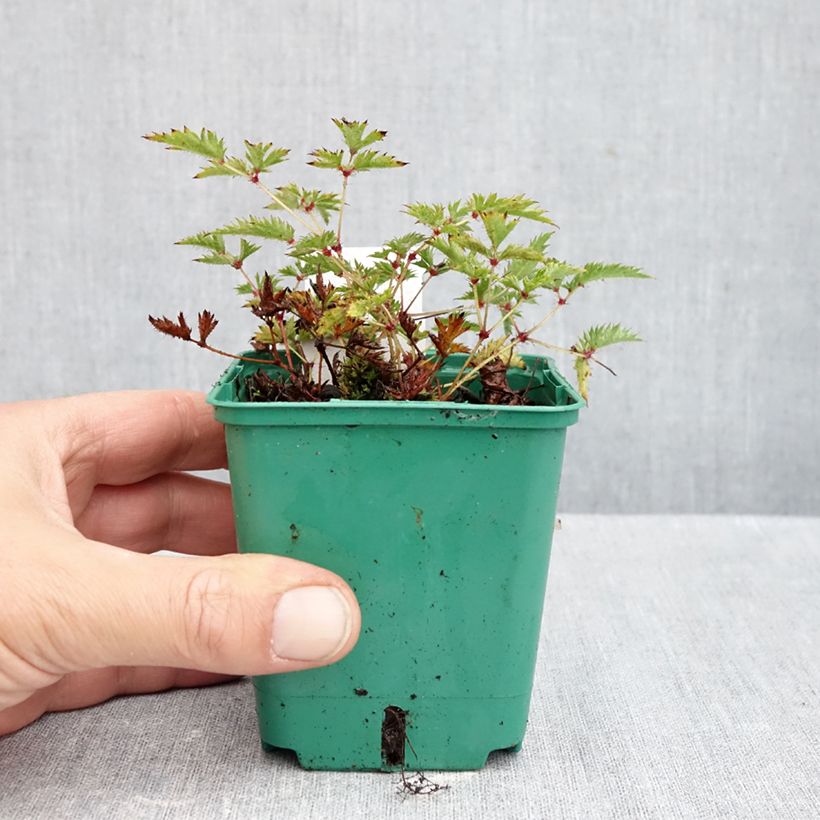 Exemplaar van Astilbe simplicifolia Sprite - Pluimspirea Kweekpotje van 8/9 cm zoals geleverd in de herfst