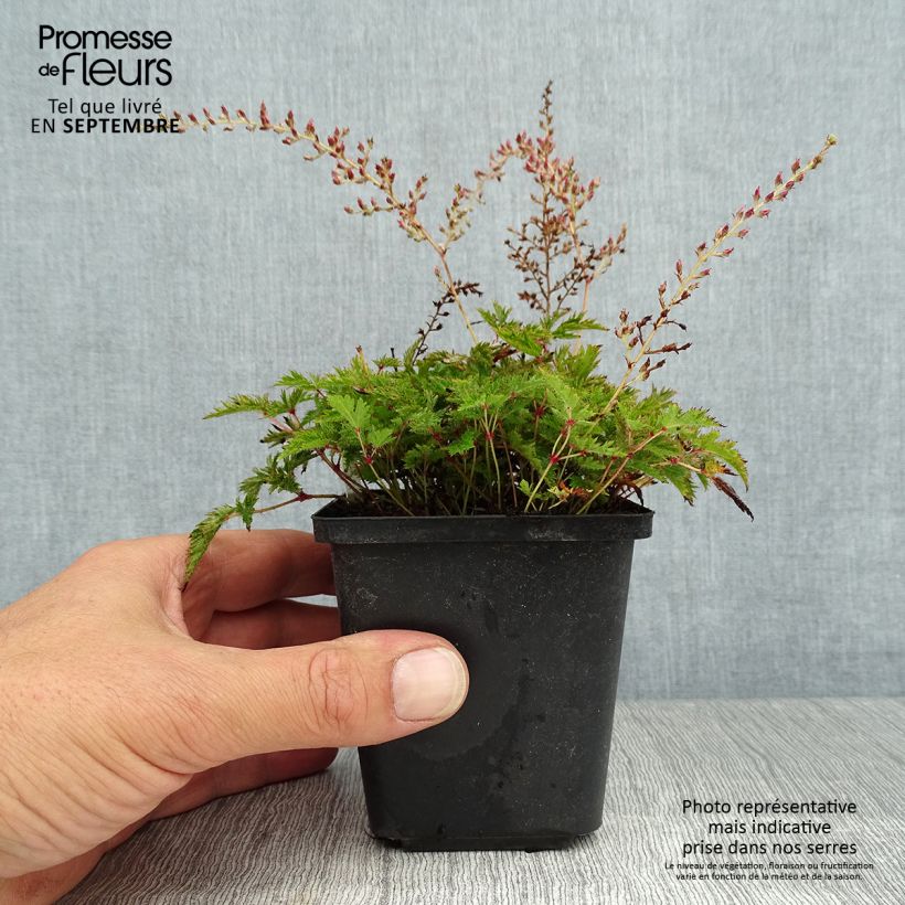 Exemplaar van Astilbe simplicifolia Sprite - Pluimspirea Kweekpotje van 8/9 cm zoals geleverd in de zomer