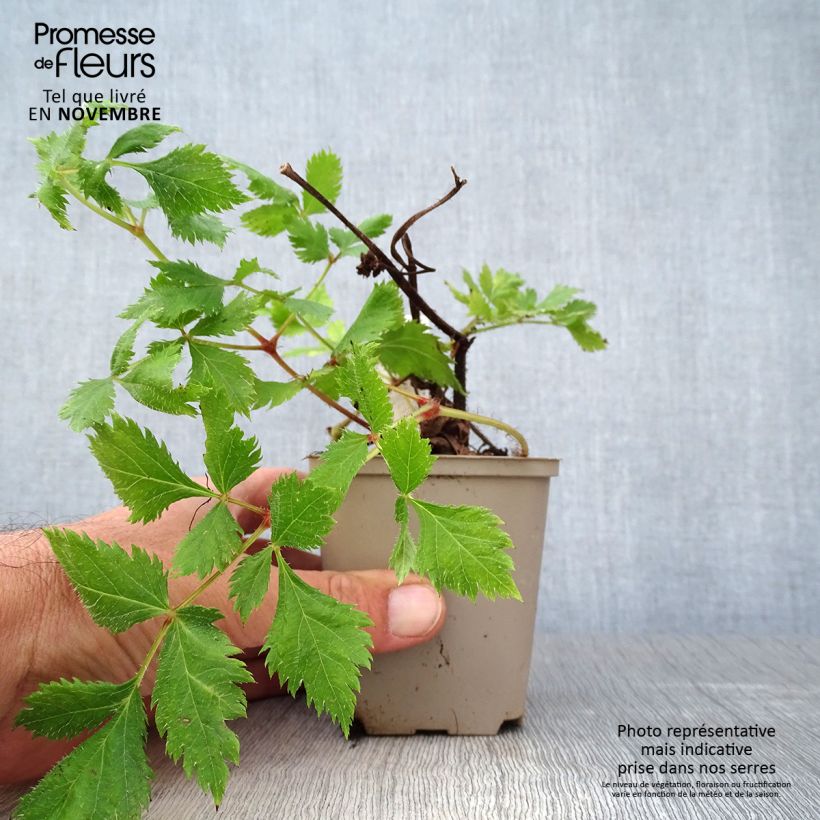 Exemplaar van Astilbe Vision in Red - Pluimspirea Kweekpotje van 8/9 cm zoals geleverd in de herfst