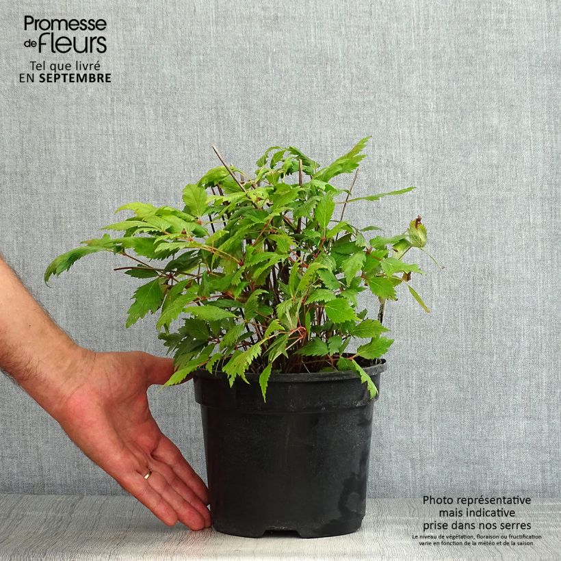 Exemplaar van Astilbe Vision in Red - Pluimspirea Pot van 2 l/3 l zoals geleverd in de zomer