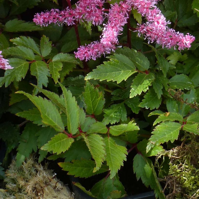 Astilbe Younique Red - Pluimspirea (Foliage)