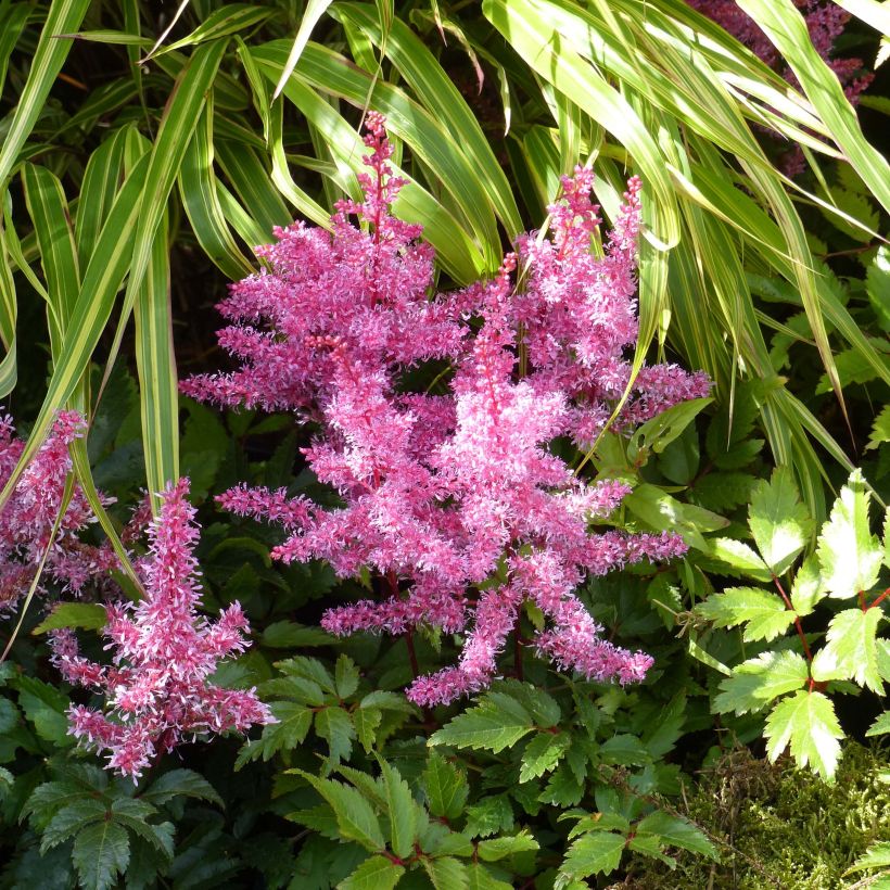 Astilbe Younique Red - Pluimspirea (Plant habit)