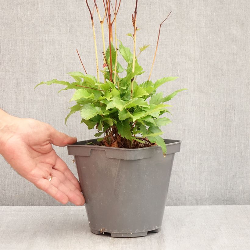 Example of Astilbe Younique Red - Pluimspirea Pot van 2 l/3 l as you get in ete