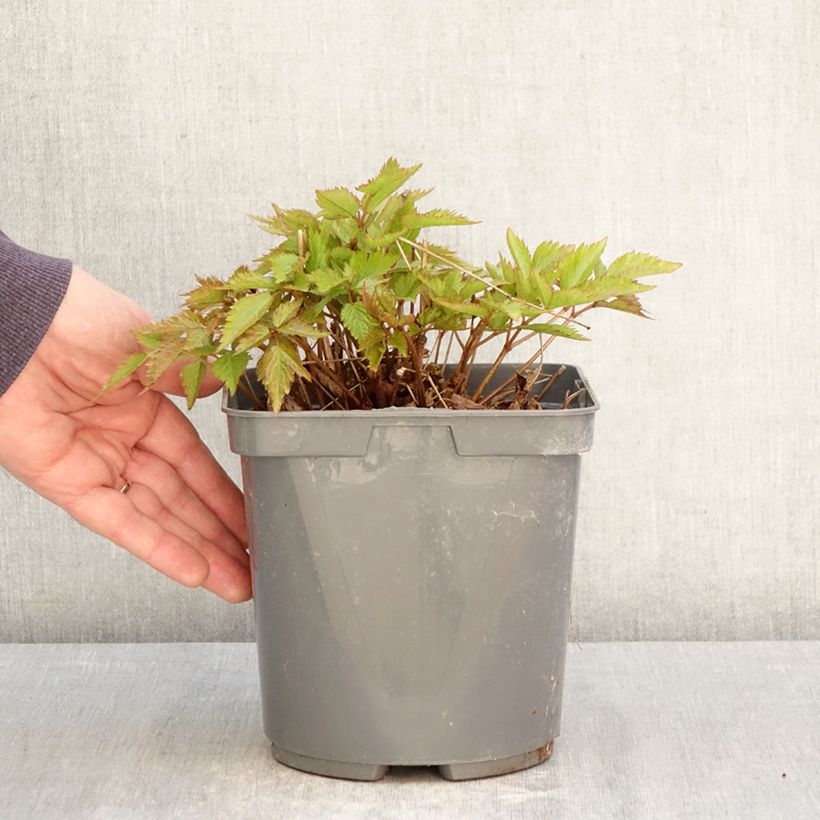 Exemplaar van Astilbe Younique Red - Pluimspirea Pot van 2 l/3 l zoals geleverd in de lente