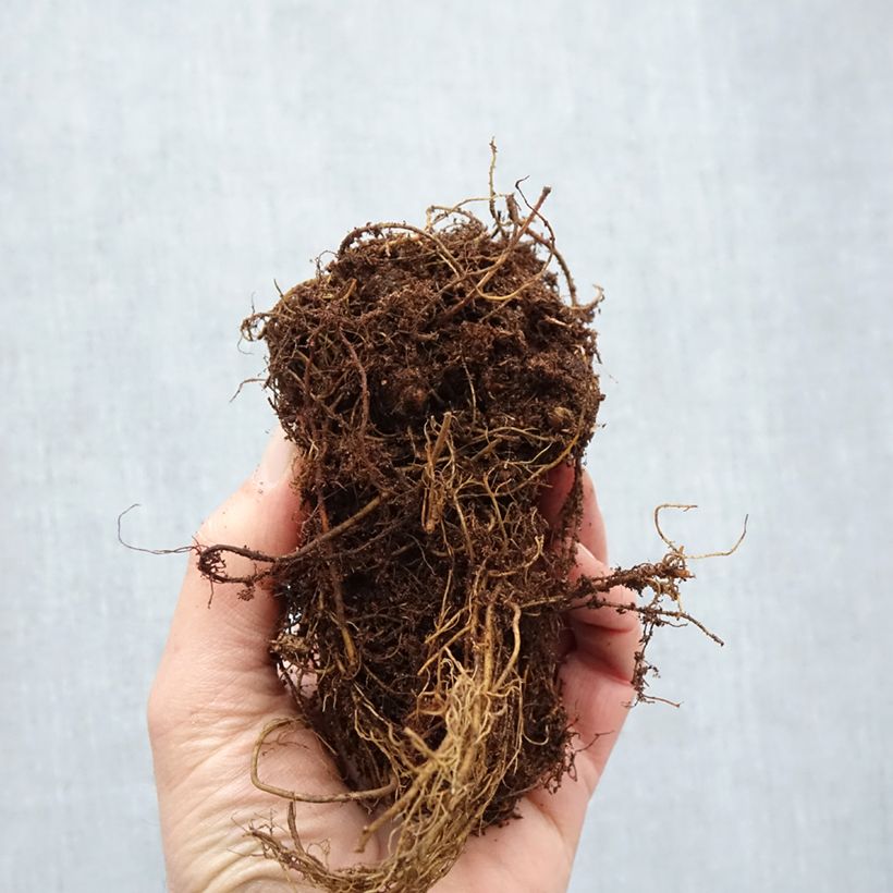 Example of Astilbe Younique® Silvery Pink Naakte wortel as you get in hiver