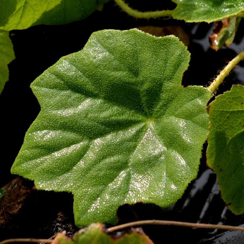 Astilboides tabularis - Tafelblad (Foliage)