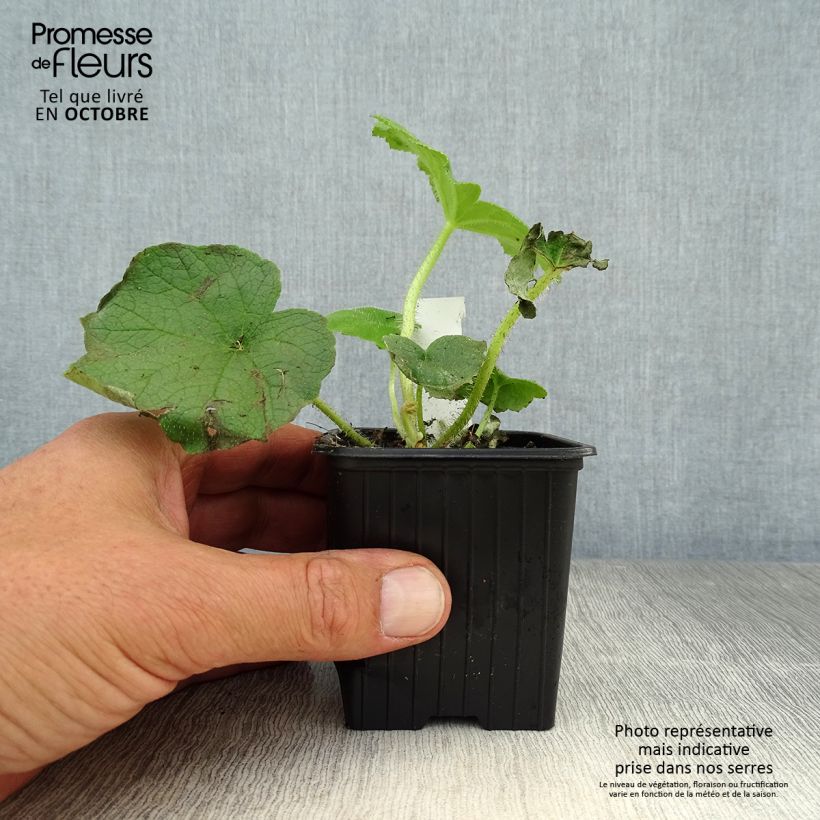 Exemplaar van Astilboides tabularis - Tafelblad Kweekpotje van 8/9 cm zoals geleverd in de herfst